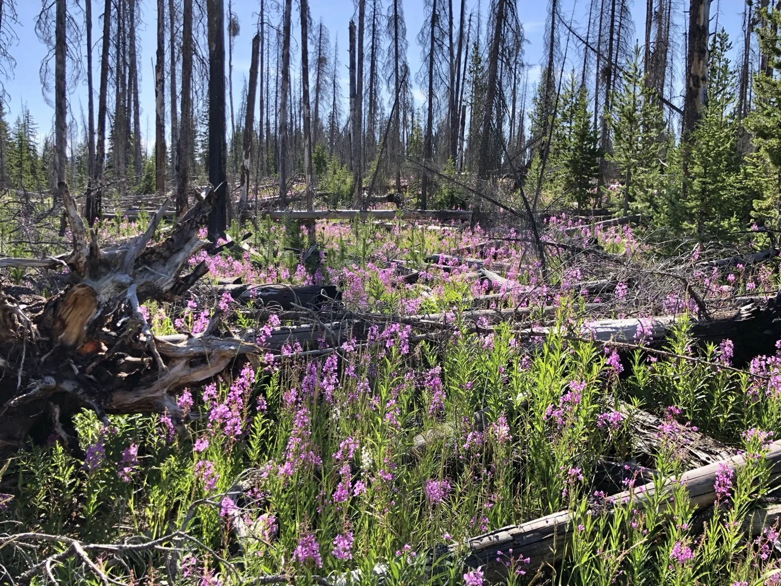 Wildflowers blooming in the burn section along Yellowstone Lake