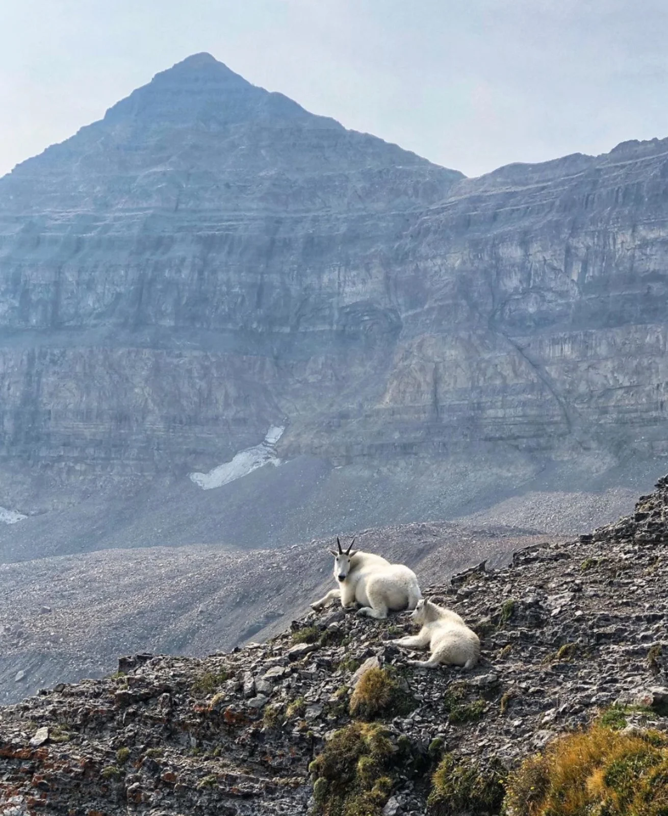 Mountain goats near the upper basin on Mount Timpanogos